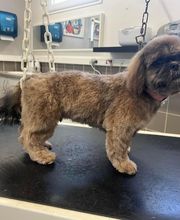 Concept Toilettage by Fabrice image 10