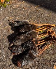 Stop Frelons image 8