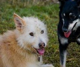 H.O.N.A.S - Mobile Hundeschule Bild 3