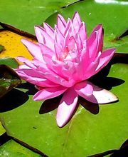 Les Jardins D'Eau image 3