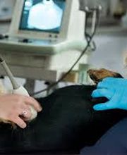 ClinicaVeterinariaPuertadelSur2.jpg