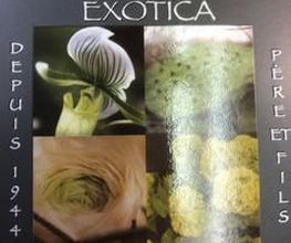 Exotica image 2