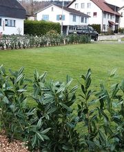 Gass Dienstleistungen GmbH Bild 4