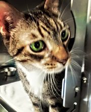 Pooler Veterinary Hospital image 4