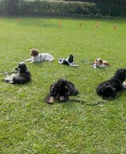 Mon Chien Mon Ami Sarl image 13