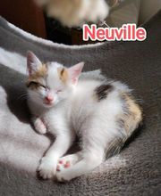 Les Chats de Moulincourt image 3