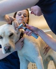 Kleintierpraxis Anima AG Bild 5