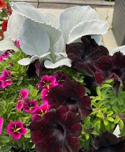 Diegel's Greenhouse image 5