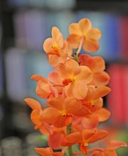 Jardinerie Fleuristerie Hämmerli SNC Bild 11