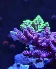 Aqua-Matrix Corals GmbH Bild 13