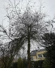 Ets Vise image 1