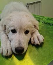 Ospedale Veterinario Ardenza immagine 8