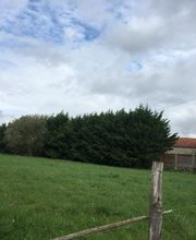 Bordet/Hérault Elagage image 11