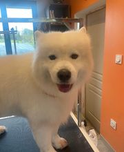 Nany'Dog Toilettage image 13