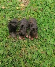 Priouzeau Pro Nuisibles image 2