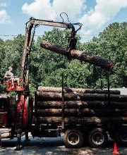 Top Tier Trees image 5