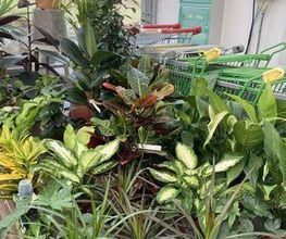 Dessapt Horticulture image 10