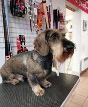 Mon Chien C'est Quelqu'un image 16