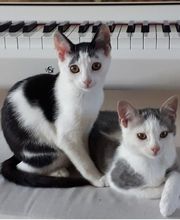 Comme Un Chat image 10
