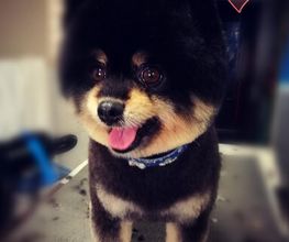 Toutou Clean.com image 10