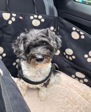 Glückliche Hundepfoten by Catrin Hendl-viel mehr als nur Hundetraining Bild 13