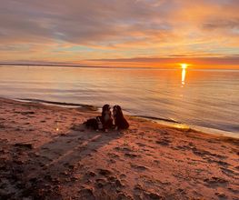 Super Hundeurlaub Bild 2
