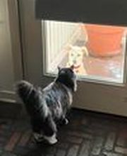 Parkwood Animal Hospital & Boarding image 1