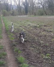 Éducateur canin formateur en premiers secours canin et félin image 9