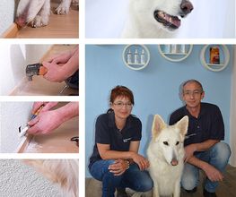 Schimmelspürhund