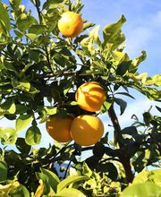 Queen Creek Olive Mill image 20