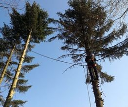 TC-Gartenbau Bild 7