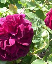 FeWo Eifelrose Bild 4