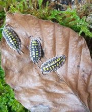 Porcellio haasi, Assel, Zierassel