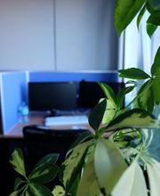 Zimmerpflanze im Hintergrund ein PC-Arbeitsplatz.