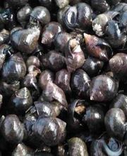 Bar Marisquería Tres Hermanos imagen 8