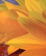 Centro Funerario Lugano SA Bild 1