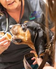 TotalBond Veterinary Hospital at Bethel image 3