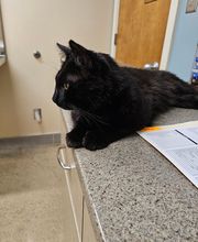 Northgate Animal Hospital image 11