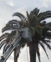 Olivier Nature image 6