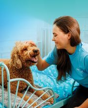 Pet Paradise Kyle image 10
