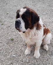 Cani Services image 11