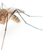 Control de Plagas Cejudo imagen 6