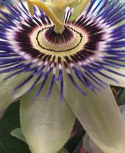 La Petite Boutique image 1