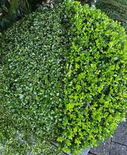 Green and Co Paysages Sàrl Bild 7