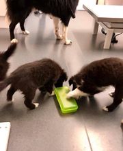 Kleintierpraxis Eberli Bild 4