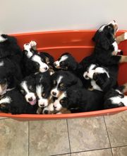 Taylor Animal Hospital of Parkville image 13