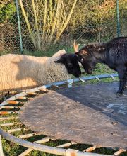 Une patte dans la main image 3