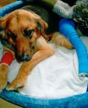 Tierklinik Rhenus AG Bild 10