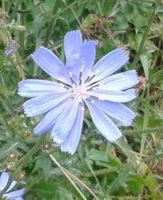 Colliot Isabelle image 4