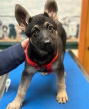 Mills River Animal Clinic image 4